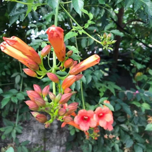loài hoa thu hút côn trùng, loài hoa đẹp, những loài hoa không nên trồng trong nhà