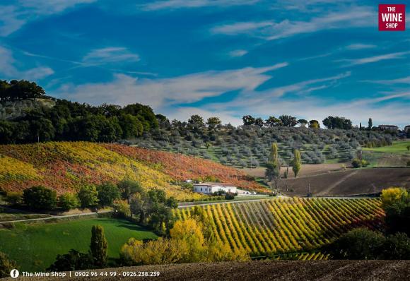 vang-y-207 (1).jpg 0 La Veneranda, Vang Ý, THE WINE SHOP, Vang nhập khẩu