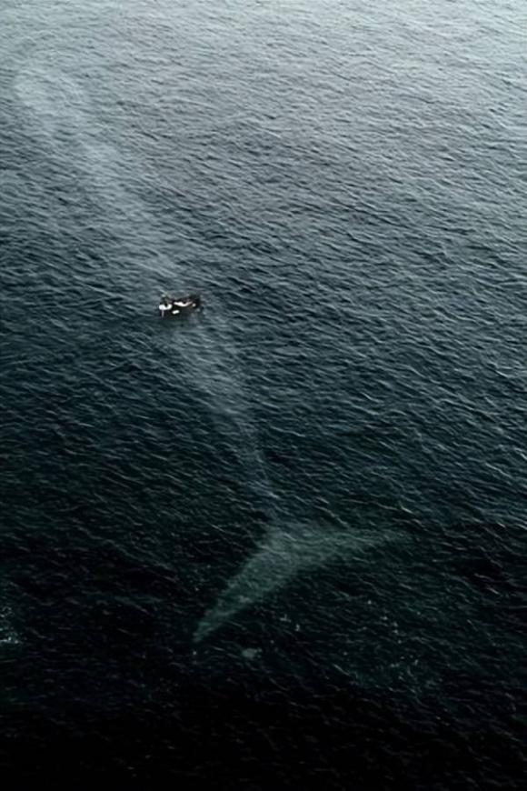 cá voi xanh, động vật lớn nhất, khám phá thiên nhiên