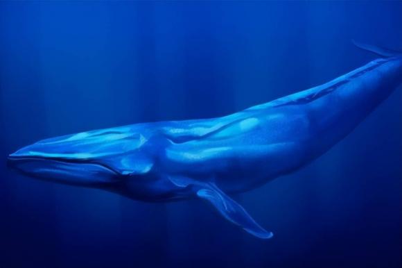 cá voi xanh, động vật lớn nhất, khám phá thiên nhiên