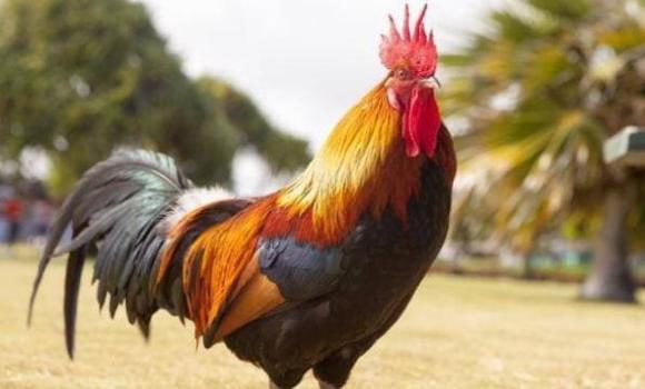 tuổi Dậu, tuổi gà, tử vi, giờ sinh