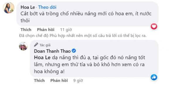 vợ Hoàng Bách, cách trồng hoa giấy ra hoa, chăm sóc hoa giấy