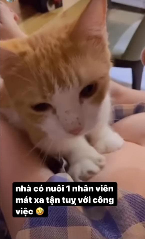Elly Trần, thú cưng của Elly Trần, nuôi mèo