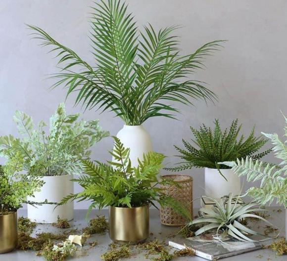cây cảnh, cây độc, cây độc hại