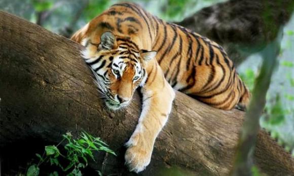 Cúng cô hồn, Rằm tháng 7, Xá tội vong nhân