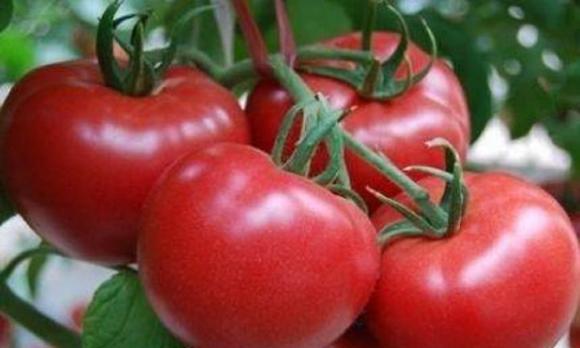 trồng cà chua, chăm sóc cà chua, kinh nghiệm trồng cà chua