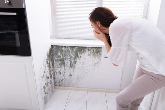 nấm mốc, cách loại bỏ nấm mốc, kiến thức 