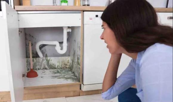 nấm mốc, cách loại bỏ nấm mốc, kiến thức 