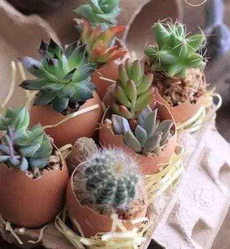 trồng cây, mẹo hay để trồng cây, mẹo hay khi trồng cây