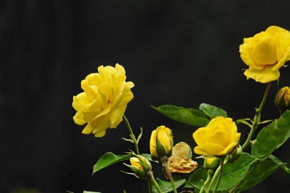 tử vi, xem ngày sinh, giờ sinh tốt