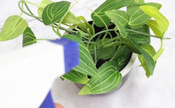 mướp, vỏ mướp, tưới cây, mẹo hay