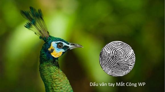 xem tay, ngón tay, vân tay