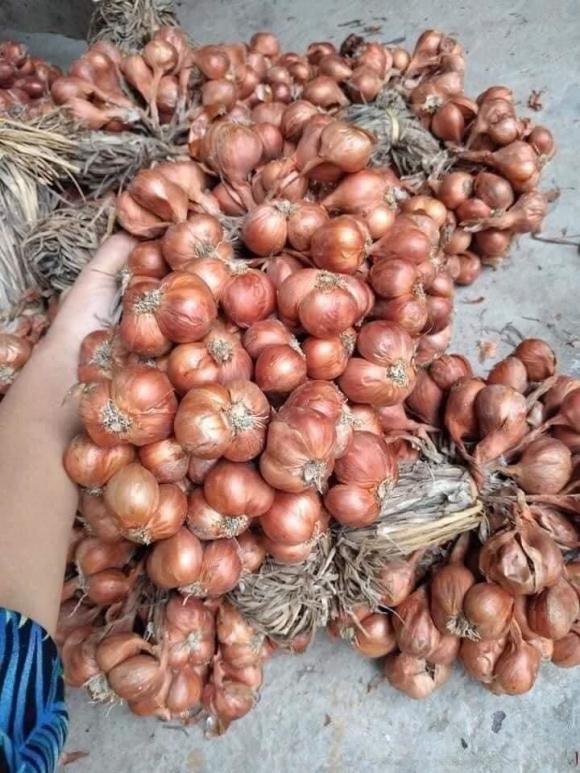 Hành khô, bảo quản hành khô, làm sao 