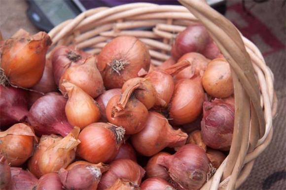 Hành khô, bảo quản hành khô, làm sao 