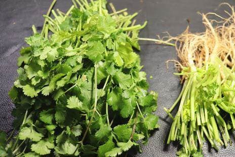 trồng rau mùi, ngò rí, mẹo hay, trồng rau tại nhà