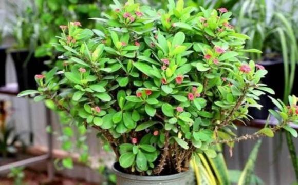 trồng hoa cây cảnh, hoa độc, hoa xui xẻo