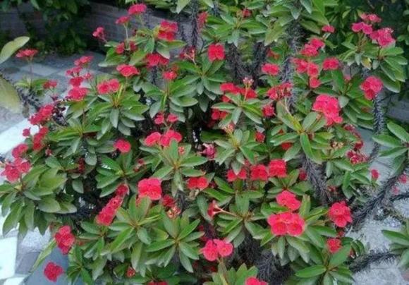 trồng hoa cây cảnh, hoa độc, hoa xui xẻo