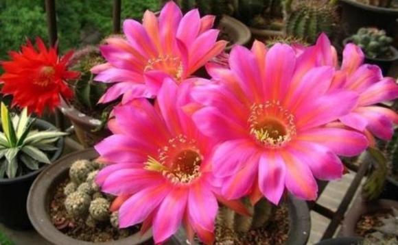trồng hoa cây cảnh, hoa độc, hoa xui xẻo