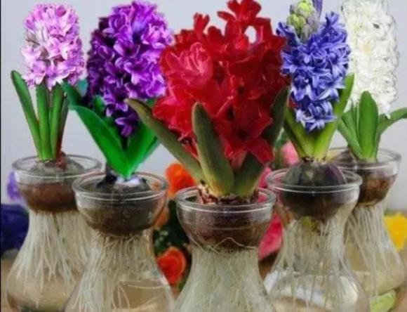 trồng hoa cây cảnh, hoa độc, hoa xui xẻo