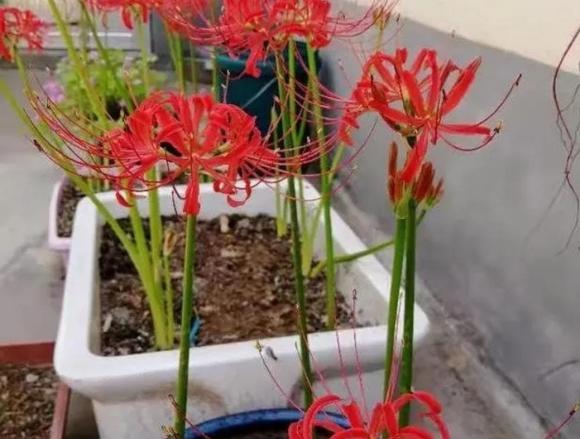 trồng hoa cây cảnh, hoa độc, hoa xui xẻo
