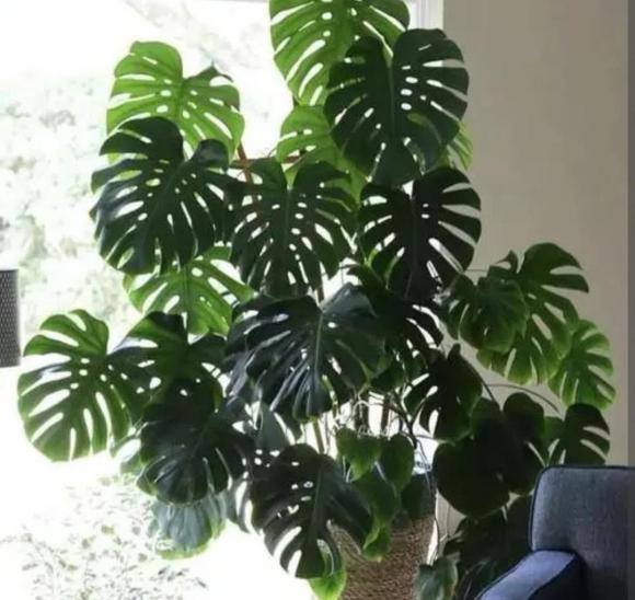 Monstera (trầu bà lá xẻ), trồng cây, cây cảnh