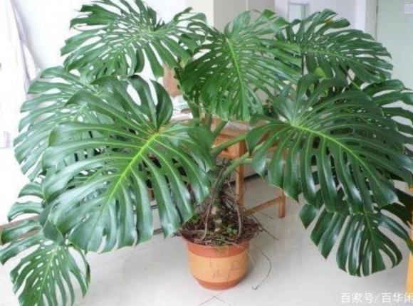 Monstera (trầu bà lá xẻ), trồng cây, cây cảnh