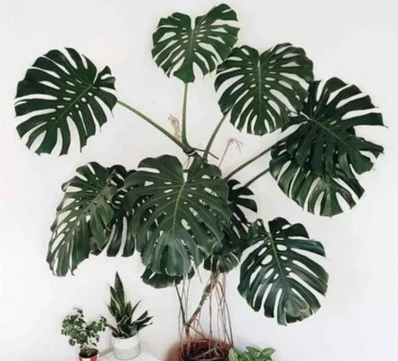 Monstera (trầu bà lá xẻ), trồng cây, cây cảnh