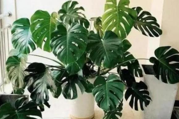 Monstera (trầu bà lá xẻ), trồng cây, cây cảnh