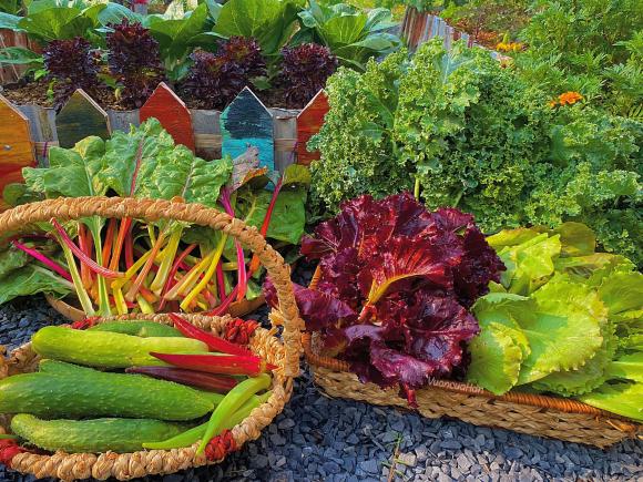 trồng cây, kinh nghiệm trồng cây, trồng cây trong vườn 