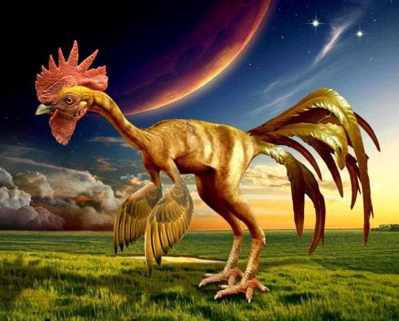 Tổ tiên của loài gà có thực sự là khủng long?, gà, tổ tiên, khủng long, tiến hóa