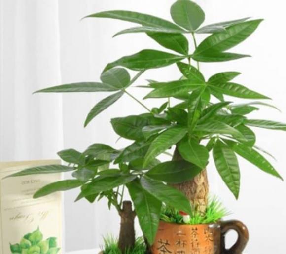phòng khách, cây trang trí phòng khác, cây phong thủy 