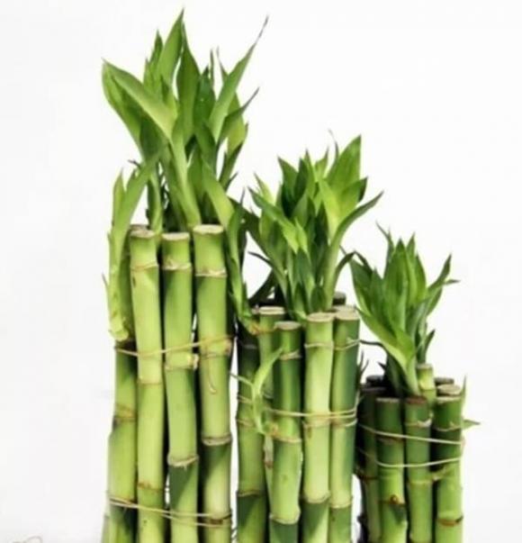 phòng khách, cây trang trí phòng khác, cây phong thủy 