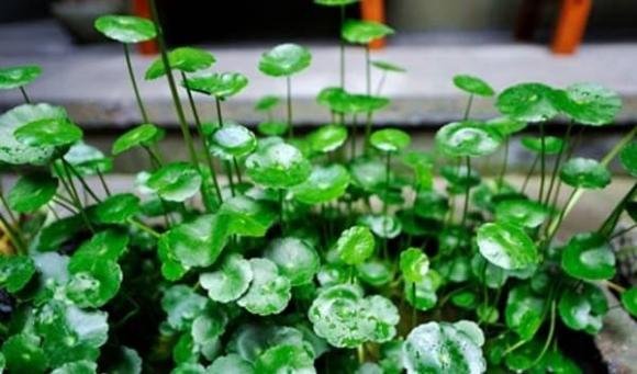 phòng khách, cây trang trí phòng khác, cây phong thủy 