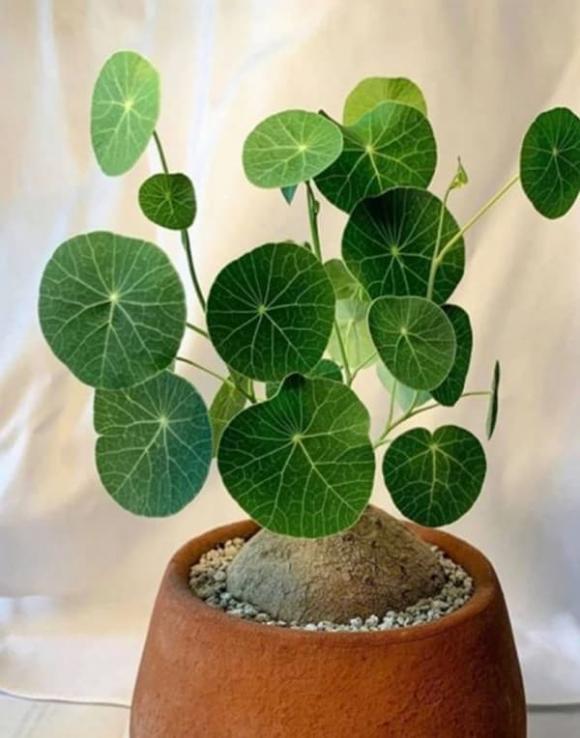 phòng khách, cây trang trí phòng khác, cây phong thủy 