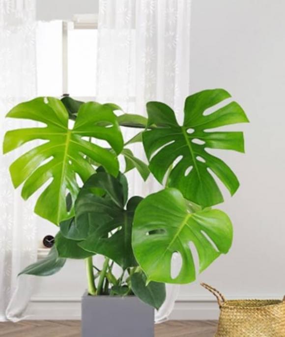 phòng khách, cây trang trí phòng khác, cây phong thủy 