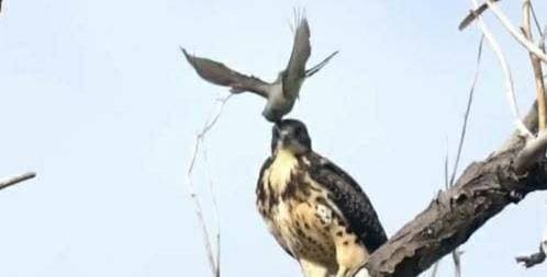 chim chiến thắng, đại bàng, thiên địch