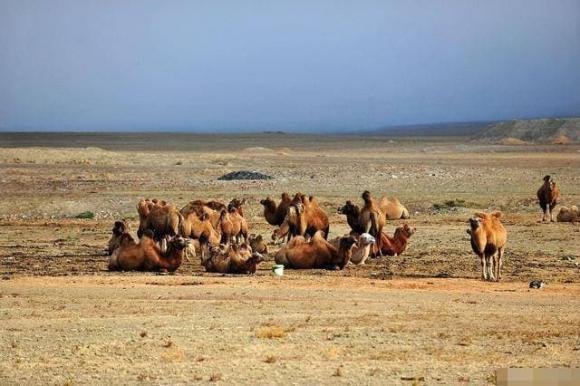 lạc đà, sa mạc, chó soi, thiên địch, kẻ thù tự nhiên