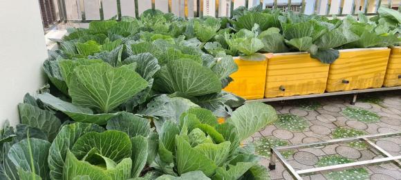 trồng cây, trồng cây bằng thùng xốp, kiến thức 