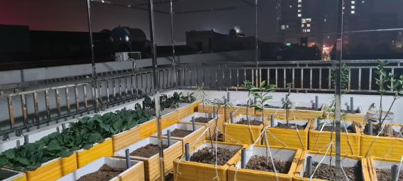 trồng cây, trồng cây bằng thùng xốp, kiến thức 