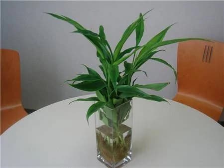cây cảnh, cây may mắn, cây trúc phát lộc, phong thuỷ cây