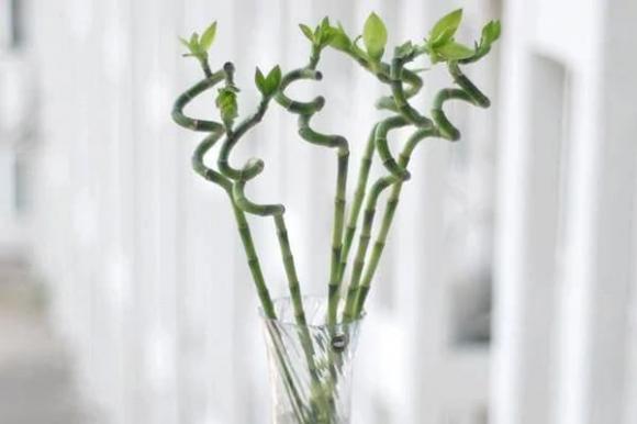 cây cảnh, cây may mắn, cây trúc phát lộc, phong thuỷ cây
