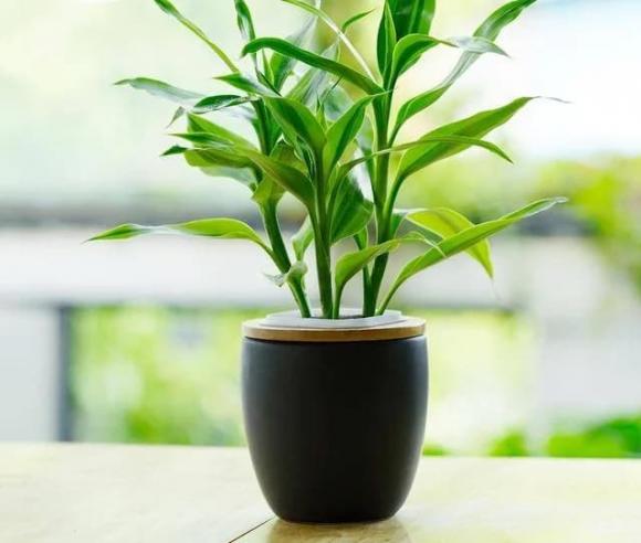 cây cảnh, cây may mắn, cây trúc phát lộc, phong thuỷ cây