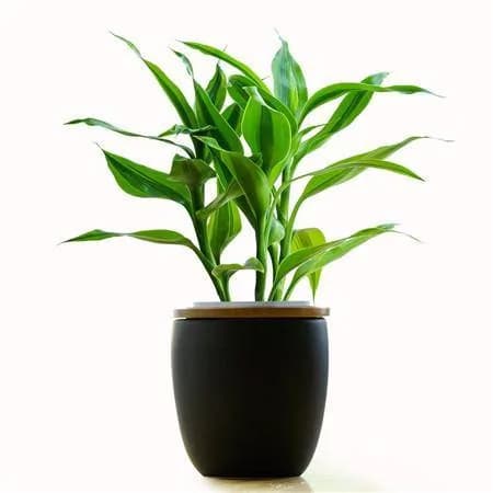 cây cảnh, cây may mắn, cây trúc phát lộc, phong thuỷ cây