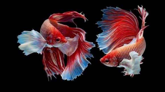 dấu hiệu may mắn, phong thủy, nhà phát tài