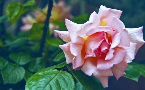 ngày sinh tốt, tử vi, xem ngày của sinh