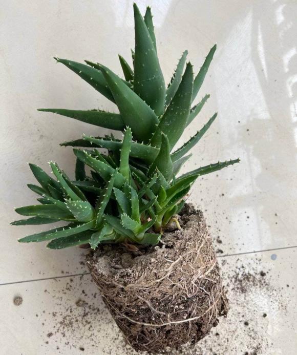 nha đam, trồng cây cảnh, lô hội