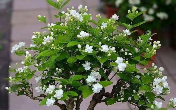 Hoa Nhài (Jasmine Flower): Hình ảnh của Hoa Nhài sẽ khiến bạn thấy như đang được đắm mình trong một vườn hoa tuyệt đẹp. Những bông hoa trắng tinh khôi và hương thơm ngất ngây là điều không thể bỏ qua.