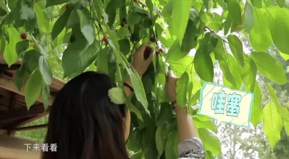  Châu Hải My, sao hoa ngữ, sao TVB