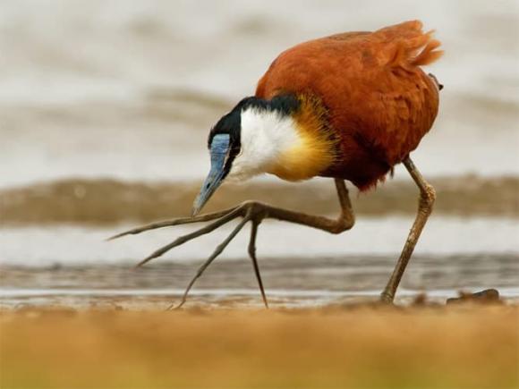 gà lôi nước, African jacana bird, khám phá thiên nhiên