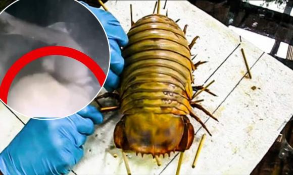 cá mập ăn thịt người, cá mập hổ 